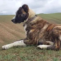 واگذاری توله همقال خراسانی گوسفندی