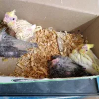 جوجه هلندی رسید...طلای و خاکستری