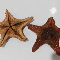 ستاره دریایی