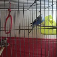 پرنده مرغ عشق یدونه نر و ۲ تا فنج نر و ماده
