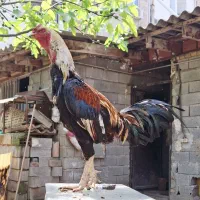 فروش جوجه لاری