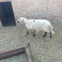میش