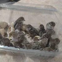 جوجه ۱۷ عدد