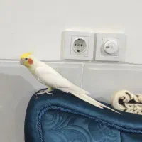 عروس هلندی نر ..