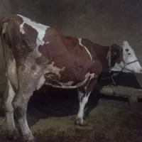 گاو گوساله