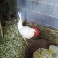 خروس ماشینی خودم بزرگش کردم