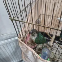 طوطی گرینچیگ تراکوییس۸ماهه سخنگو