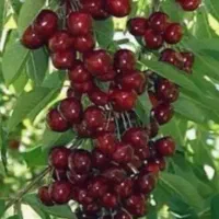 گیلاس تکدانه