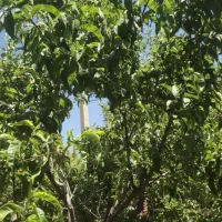 فروش-باغ-در-سیسخت