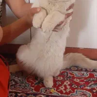 گربه سفیددورگه