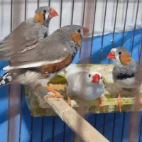 چهار عدد فنچ نر