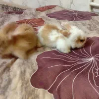 خرگوش لوپ
