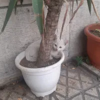 گربه dsh