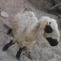 گوسفند نر