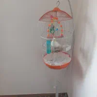 عروس ماده سفید