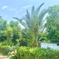 اجاره ویلا چمخاله