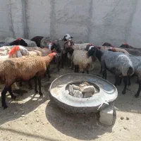 ۲۰ راس میش جوون چاق تک یا یکجافروشی
