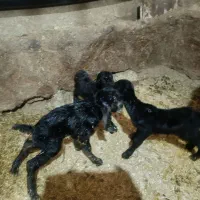 بر وبزقاله