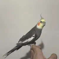 عروس هلندی نر