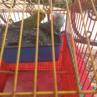 یک جفت مرغ عشق