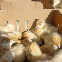 جوجه بوقلمون بیوتی ۶