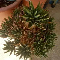 گل دیس تلیس