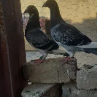 یک جفت المانی
