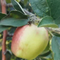 سیب پاییزی علا برای مجلس