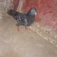 جفت کفتر