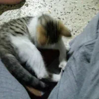 گمشده