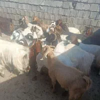بز محلی