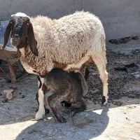 میش ۲ ساله سرحال به همراه بره نر ۲ هفته‌ای