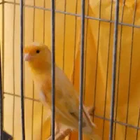 قناری ماده آماده آماده