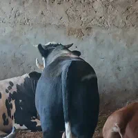 ۳۵ راس گوساله گیلک کشتاری