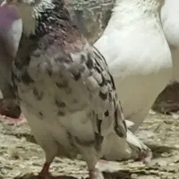 مایه کفتر