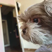 سگ پاکوتا خانگی