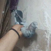 کفتر