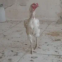مرغ وخروس لاری