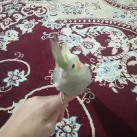 جوجه عروس هلندی 3 ماهه دستی