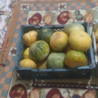 گرگه زنگوان درجه یک ،ترش و شیرین