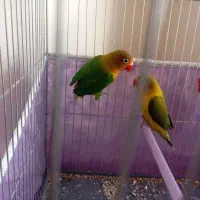 کوتوله برزیلی فیشر