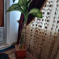 گل دیفن