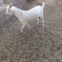 فروش بز سانن