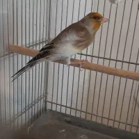 سهره قناری استاد در اراک