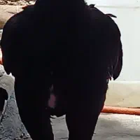 خروس لاری اوشامو