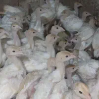 جوجه بیوتی ۷۰۰گرم