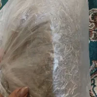 زیره کوهی .زیره میجان