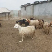 بز دامازدیغ