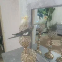 عروس هلندی ماده با جوجه
