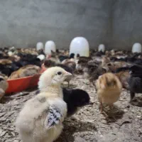 جوجه ۸ روزه محلی عمده و خرده